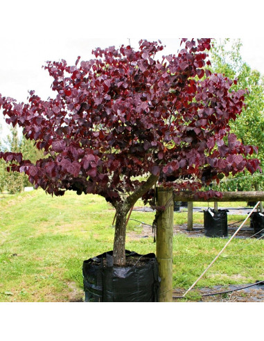 Cercis - Arborele lui Iuda - "Forest Pansy” - Ghiveci 10L