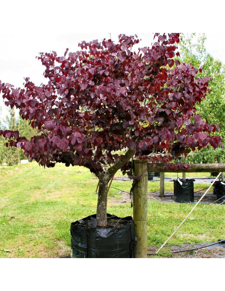 Cercis - Arborele lui Iuda - "Forest Pansy” - Ghiveci 10L