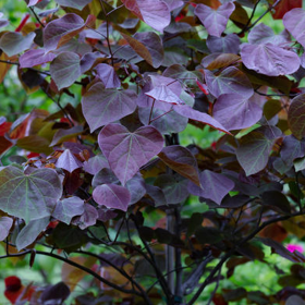 Cercis - Arborele lui Iuda - "Forest Pansy” - Ghiveci 10L 2