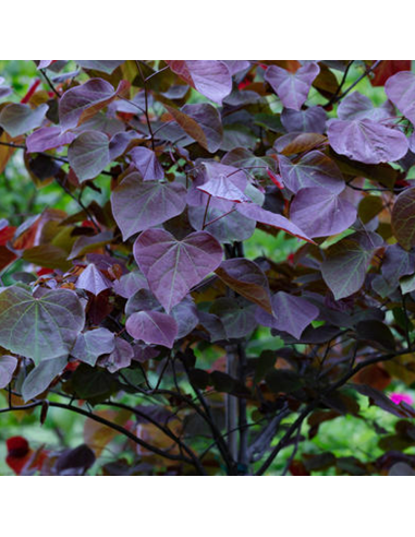 Cercis - Arborele lui Iuda - "Forest Pansy” - Ghiveci 10L