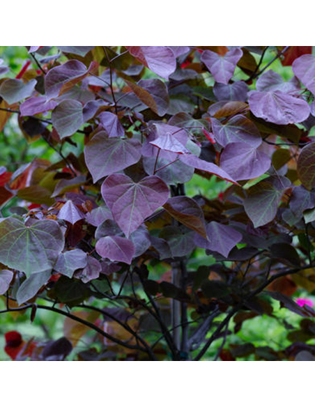 Cercis - Arborele lui Iuda - "Forest Pansy” - Ghiveci 10L