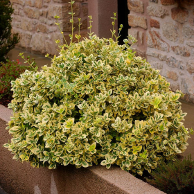 Euonymus 'Emerald Gold' - Ghiveci 2L