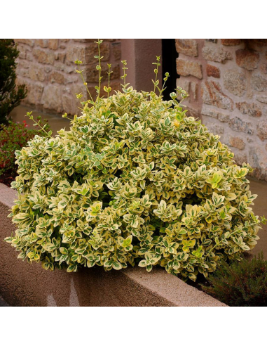 Euonymus 'Emerald Gold' - Ghiveci 2L