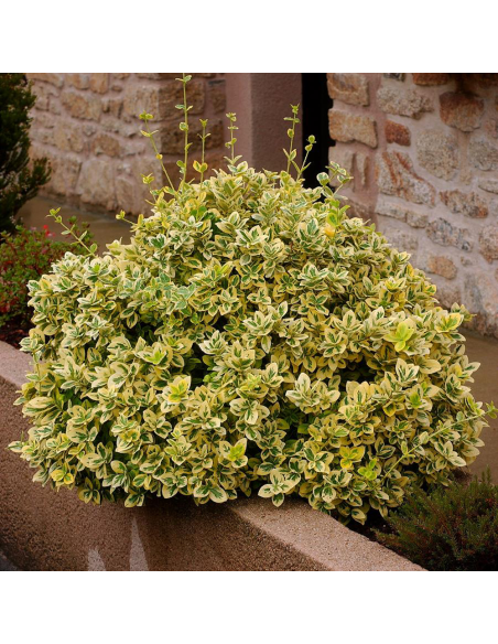 Euonymus 'Emerald Gold' - Ghiveci 2L