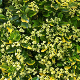 Euonymus 'Emerald Gold' - Ghiveci 2L 2