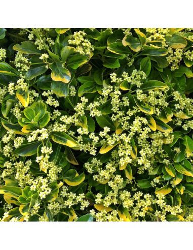 Euonymus 'Emerald Gold' - Ghiveci 2L