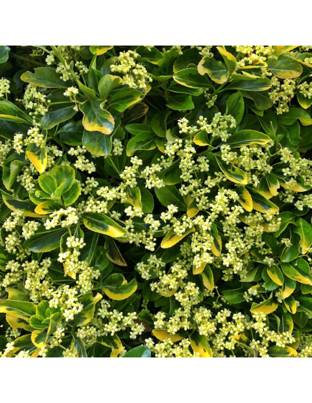 Euonymus 'Emerald Gold' - Ghiveci 2L