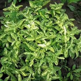 Euonymus 'Harlequin' - Ghiveci 2L 2