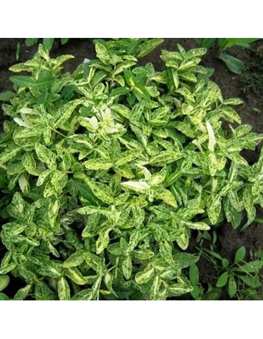 Euonymus 'Harlequin' - Ghiveci 2L