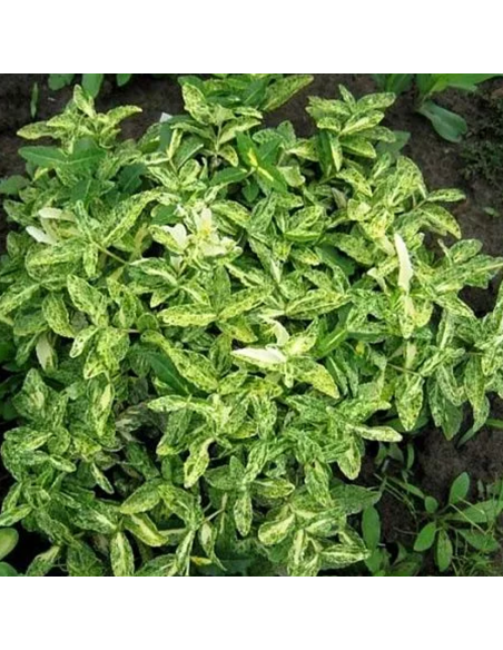 Euonymus 'Harlequin' - Ghiveci 2L