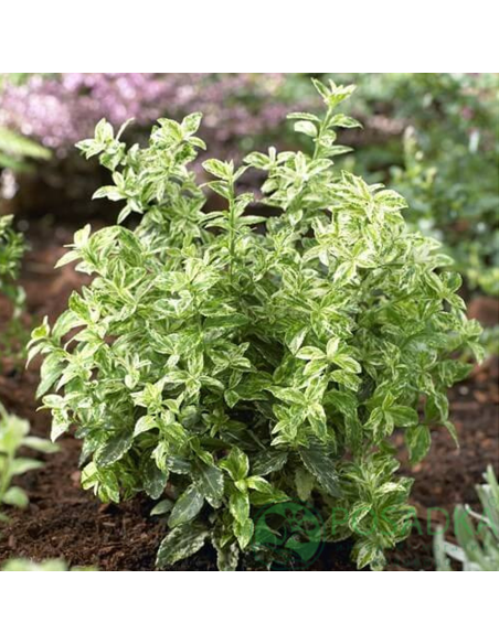 Euonymus 'Harlequin' - Ghiveci 2L