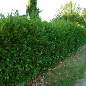 Laur Verde Fosforescent - Gard Viu Vesnic - Ghiveci 5L