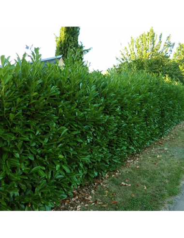 Laur Verde Fosforescent - Gard Viu Vesnic - Ghiveci 5L