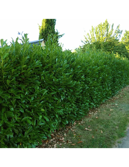 Laur Verde Fosforescent - Gard Viu Vesnic - Ghiveci 5L