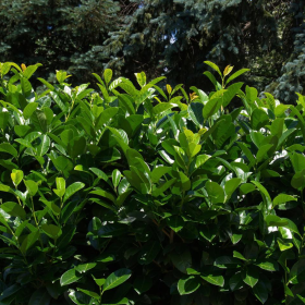 Laur Verde Fosforescent - Gard Viu Vesnic - Ghiveci 5L 2