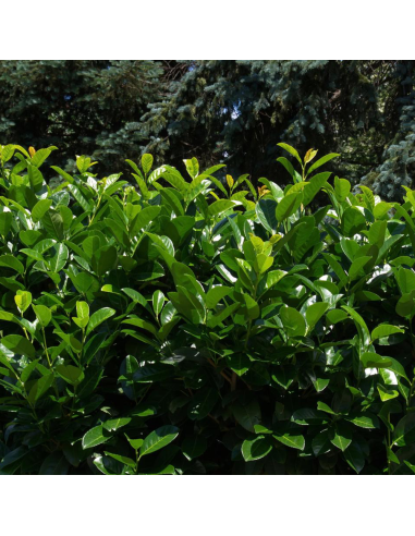 Laur Verde Fosforescent - Gard Viu Vesnic - Ghiveci 5L