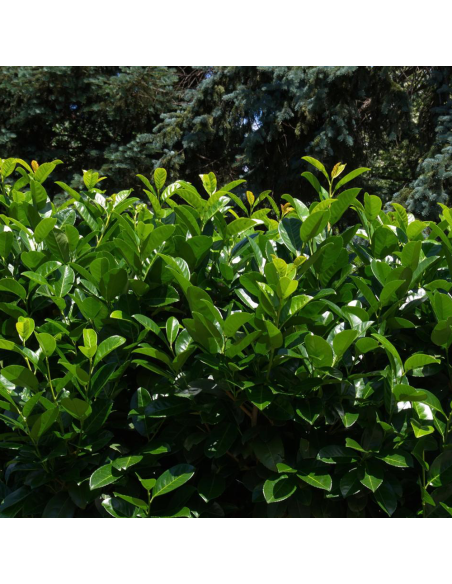 Laur Verde Fosforescent - Gard Viu Vesnic - Ghiveci 5L
