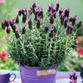 Lavanda Spaniola "Anouk" - Ghiveci 2L