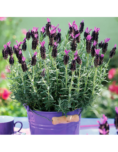 Lavanda Spaniola "Anouk" - Ghiveci 2L