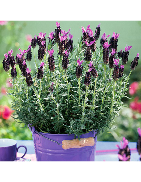 Lavanda Spaniola "Anouk" - Ghiveci 2L