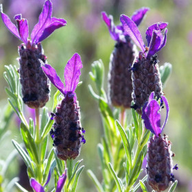Lavanda Spaniola "Anouk" - Ghiveci 2L 2