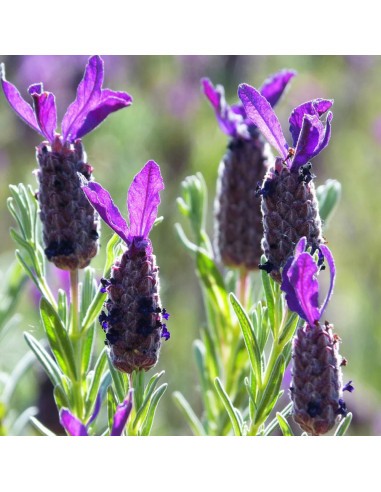 Lavanda Spaniola "Anouk" - Ghiveci 2L