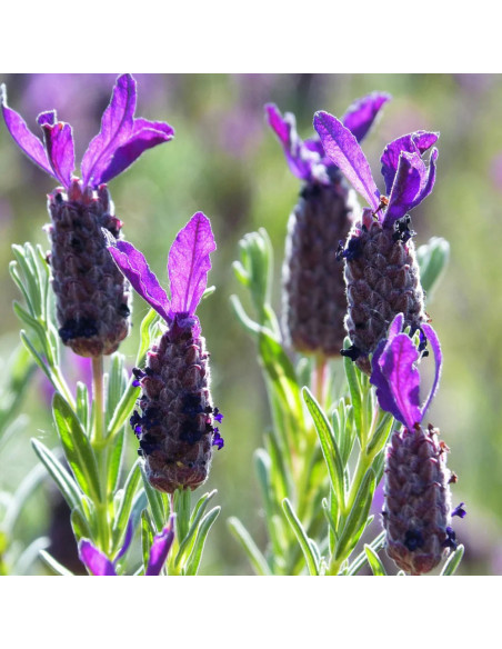 Lavanda Spaniola "Anouk" - Ghiveci 2L