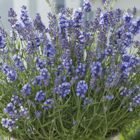 Lavandă Essence Purple - Ghiveci 2L 2