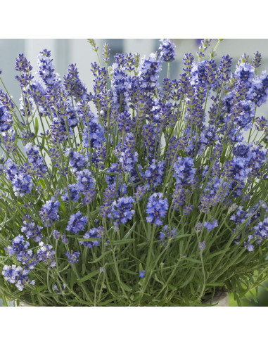 Lavandă Essence Purple - Ghiveci 2L