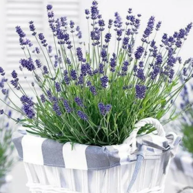 Lavandă Essence Purple - Ghiveci 2L