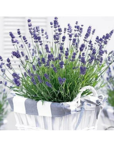 Lavandă Essence Purple - Ghiveci 2L