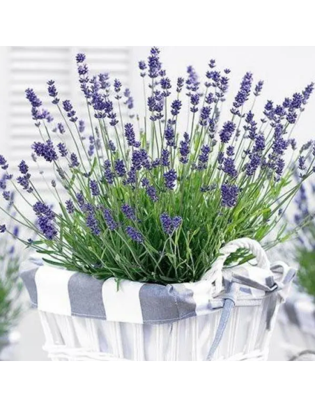 Lavandă Essence Purple - Ghiveci 2L
