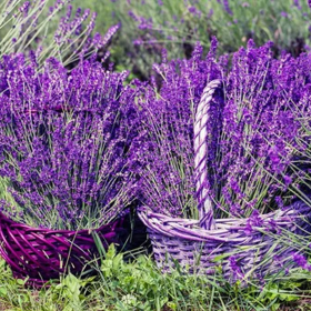 Lavanda „Conica” - Ghiveci 2L