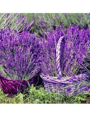 Lavanda „Conica” - Ghiveci 2L