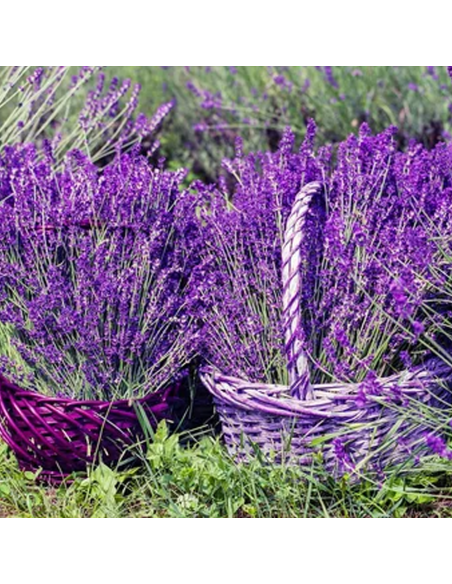 Lavanda „Conica” - Ghiveci 2L