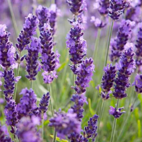 Lavanda „Conica” - Ghiveci 2L 2