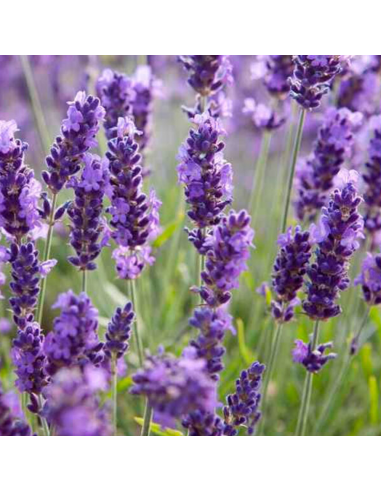 Lavanda „Conica” - Ghiveci 2L
