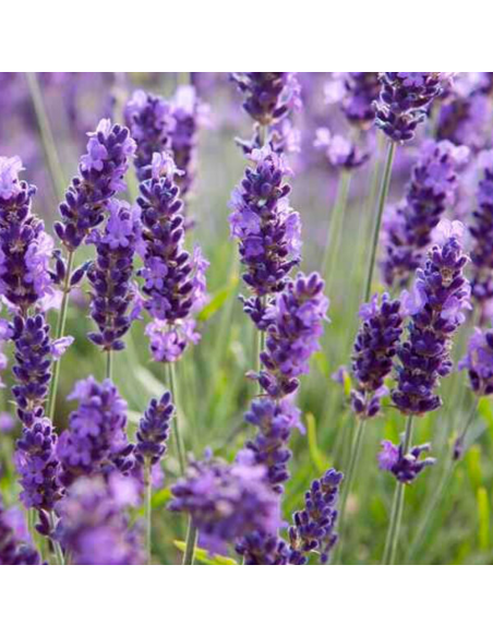 Lavanda „Conica” - Ghiveci 2L