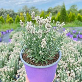 Lavanda Alba - Ghiveci 2L