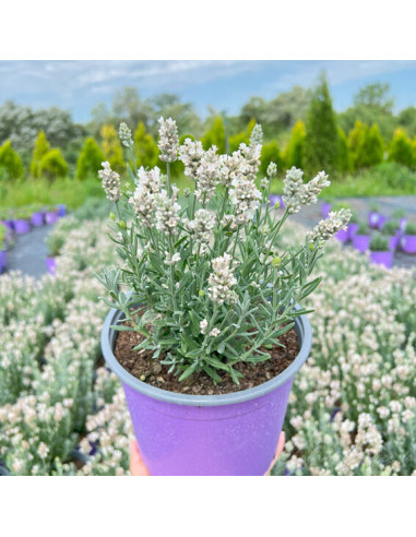 Lavanda Alba - Ghiveci 2L