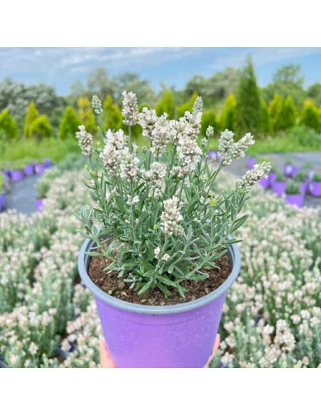 Lavanda Alba - Ghiveci 2L
