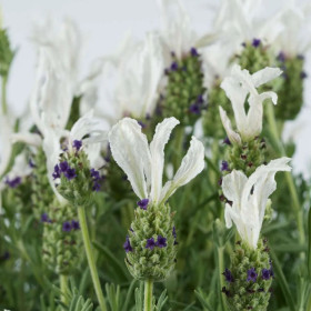 Lavanda Alba - Ghiveci 2L 2
