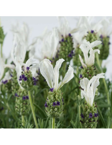 Lavanda Alba - Ghiveci 2L