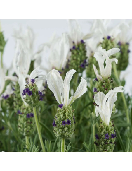 Lavanda Alba - Ghiveci 2L