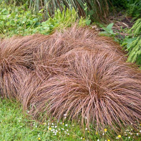 Iarba Ornamentala - Carex Comans "Bronze" - Ghiveci 2L