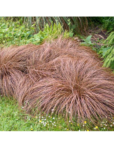 Iarba Ornamentala - Carex Comans "Bronze" - Ghiveci 2L