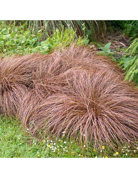 Iarba Ornamentala - Carex Comans "Bronze" - Ghiveci 2L