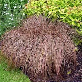 Iarba Ornamentala - Carex Comans "Bronze" - Ghiveci 2L 2