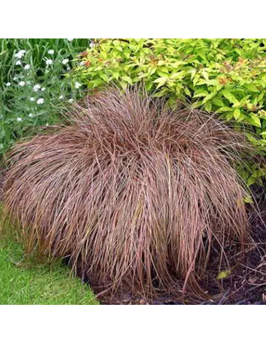 Iarba Ornamentala - Carex Comans "Bronze" - Ghiveci 2L