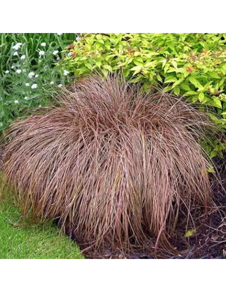 Iarba Ornamentala - Carex Comans "Bronze" - Ghiveci 2L